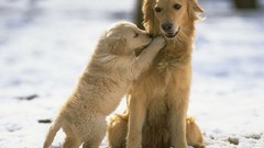 Animals Puppies Dogs golden retriever
