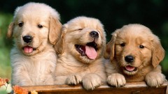 Animals Puppies Dogs golden retriever baby animals