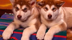 Animals Puppies Dogs happy husky