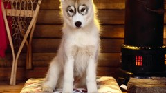 Animals Puppies Dogs husky