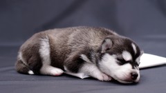 Animals Puppies Dogs husky