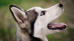 Animals Puppies Dogs husky pets depth of field
