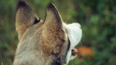 Animals Puppies Dogs husky pets depth of field