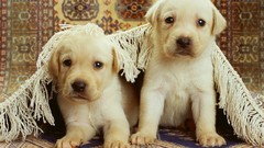Animals Puppies Dogs labrador retriever