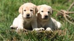 Animals Puppies Dogs labrador retriever