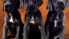 Animals Puppies Dogs Labradors