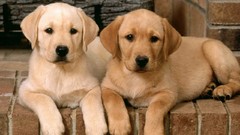 Animals Puppies Dogs Labradors