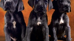 Animals Puppies Dogs Labradors