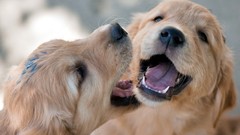 Animals Puppies Dogs Labradors labrador retriever