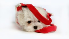 Animals Puppies Dogs maltese video games