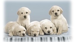 Animals Puppies Dogs pets