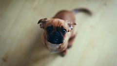 Animals Puppies Dogs pets