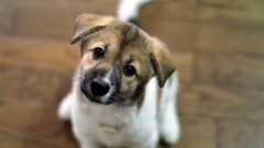 Animals Puppies Dogs pets