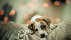 Animals Puppies Dogs pets