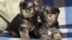 Animals Puppies Dogs pets