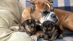 Animals Puppies Dogs pets