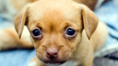 Animals Puppies Dogs pets