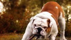 Animals Puppies Dogs pets