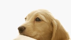 Animals Puppies Dogs pets golden retriever