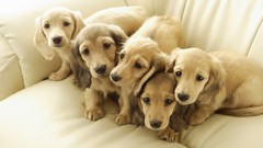 Animals Puppies Dogs pets golden retriever