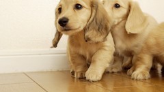 Animals Puppies Dogs pets golden retriever