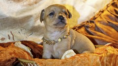 Animals Puppies Dogs pets Mammals canine