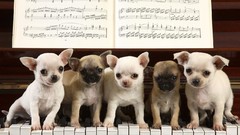 Animals Puppies Dogs piano