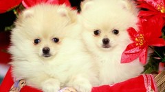 Animals Puppies Dogs pomeranian