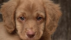 Animals Puppies Dogs retriever