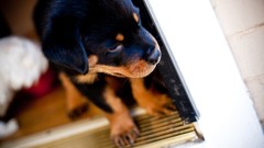 Animals Puppies Dogs rottweiler