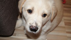 Animals Puppies Dogs sad labrador retriever