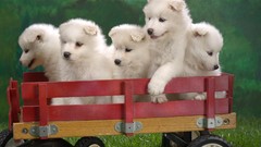 Animals Puppies Dogs samoyed