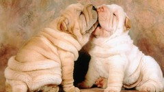 Animals Puppies Dogs shar pei