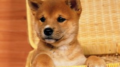 Animals Puppies Dogs Shiba Inu