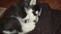 Animals Puppies Dogs Siberian Husky husky