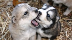 Animals Puppies Dogs Siberian Husky husky