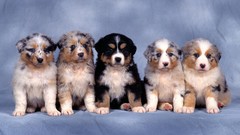 Animals Puppies Dogs Simple Background australian shepherds