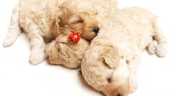 Animals Puppies Dogs sleeping