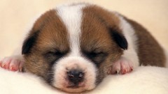 Animals Puppies Dogs sleeping