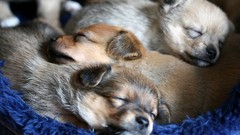 Animals Puppies Dogs sleeping