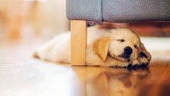 Animals Puppies Dogs sleeping