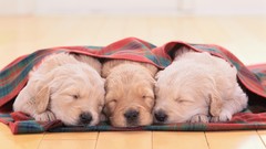 Animals Puppies Dogs sleeping blanket wooden floor