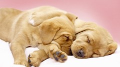 Animals Puppies Dogs sleeping canine
