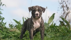Animals Puppies Dogs staffordshire terrier terrier