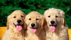 Animals Puppies Dogs tongue