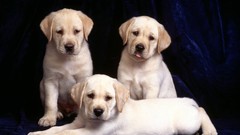 Animals Puppies Dogs Trinity
