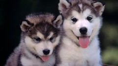 Animals Puppies Dogs two husky