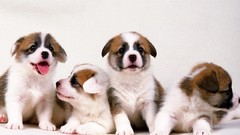 Animals Puppies Dogs welsh corgi