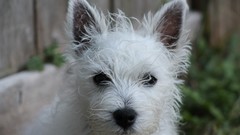 Animals Puppies Dogs westie