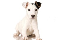 Animals Puppies Dogs white background